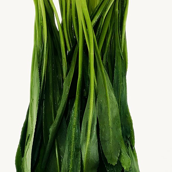 Culantro