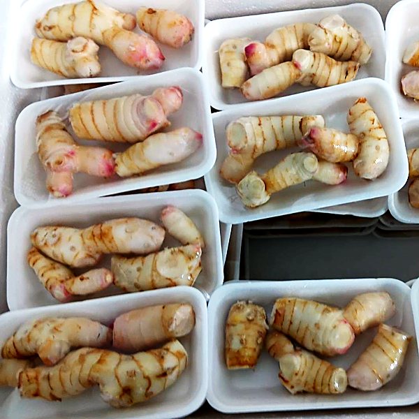 Galangal