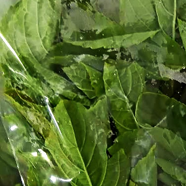 Holy basil