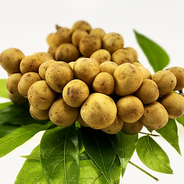 Longan